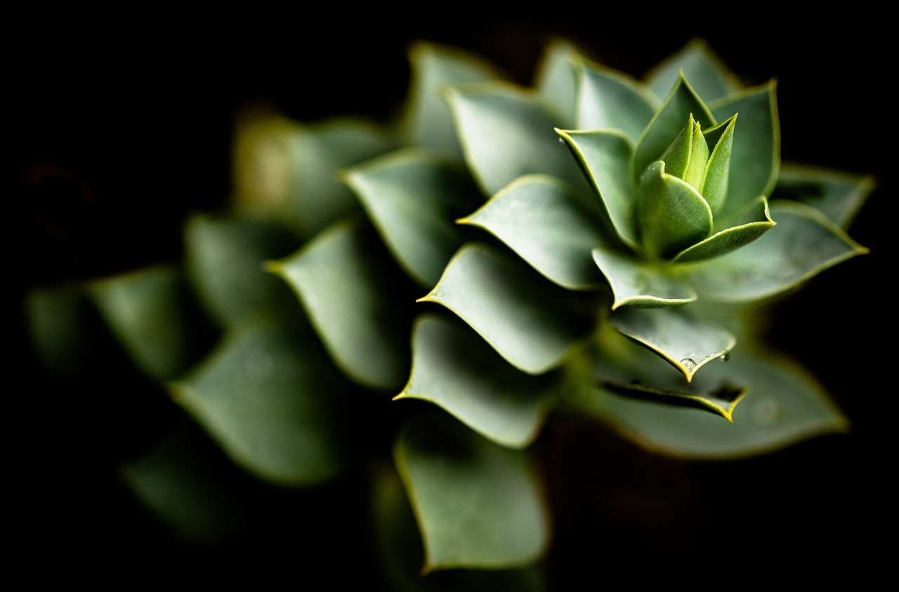 aloe, cactus, nature, flower wallpaper, beautiful flowers, flower background, plant, flower