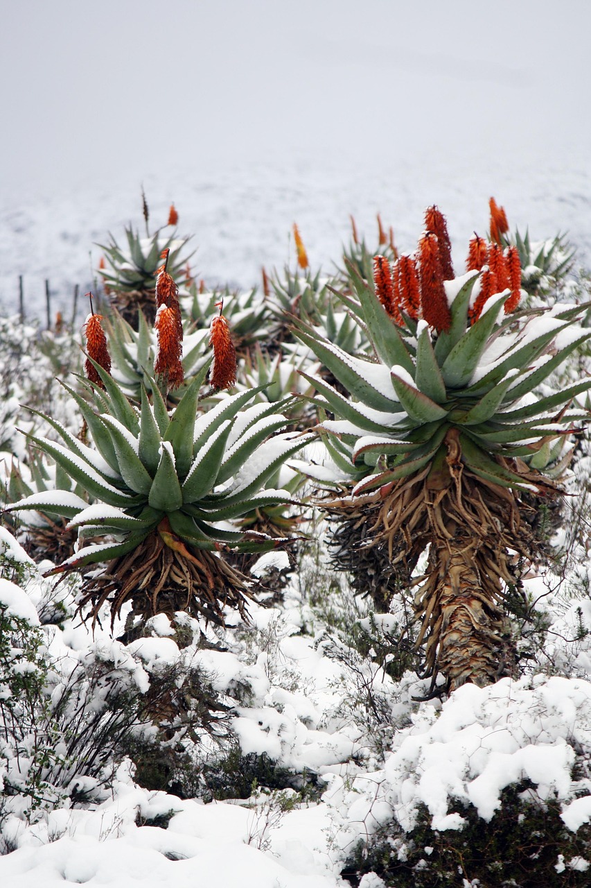 aloe vera, snow, nature, landscape